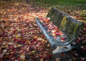 panchina, foglie, autunno, rosso, erba, prato, pietra, cemento, muschio