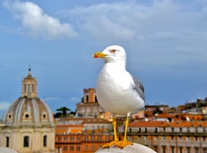 gabbiano, becco, uccello, cielo, cupola, zampe, giallo, roma, bianco