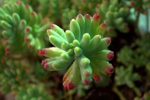 pianta, verde, foglie, gocce, rosso, grassa, macro, natura, piante, fiore, acqua, sfocato, rossa