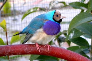 uccello, becco, piume, foglie, zampe, rosso, viola, tubo, blu, colori