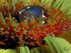 verde, fiori, acqua, rosso, foglie, petali, gocce, goccia, fiore, riflesso, macro, riflessi, pistilli, giallo, corolla, stami