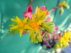 fiori, giallo, petali, rosa, macro, verde, boccioli, sfocato, pianta