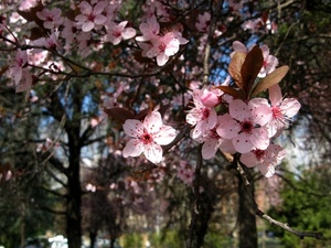rosa, fiori, foglie, alberi, petali, rami, pesco, primavera, verde, piante