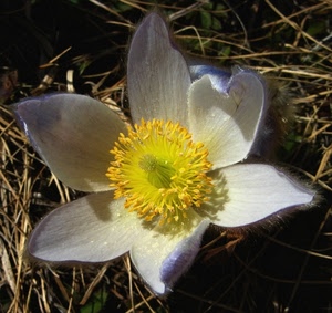 fiore, giallo, bianco, petali, pistilli, peli, primavera, natura, macro