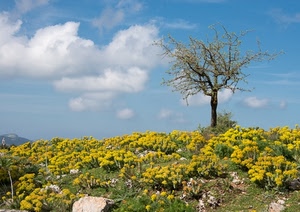 albero, giallo, nuvole, cielo, fiori, pietre, primavera, natura