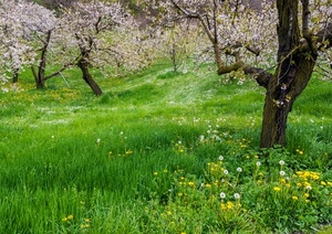 fiori, erba, alberi, verde, prato, primavera, campagna