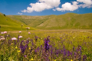fiori, nuvole, prato, colline, verde, prati, cielo, montagna, erba, viola