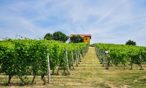 alberi, cielo, casa, verde, filari, viti, nuvole, pali, vigneto, erba, foglie, piante, vigna, agricoltura, prospettiva, azzurro, campagna, casolare