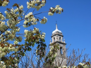 campanile, fiori, cielo, rami, foglie, croce, primavera, albero, cupola, bianco