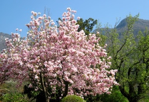 fiori, alberi, rosa, cielo, verde, albero, rami, primavera, foglie, montagna, montagne, natura, azzurro, colline, pesco