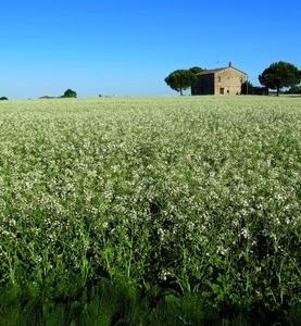 alberi, verde, fiori, cielo, casa, prato, bianco, casolare, finestre, campo, campagna, azzurro, erba, piante, porta, cascina