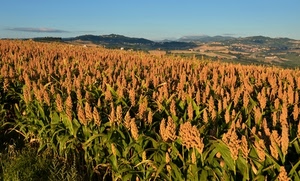 verde, colline, cielo, campo, campagna, foglie, azzurro, piante, agricoltura, panorama, coltivazione, coltivazioni, arancione, campi, paesaggio