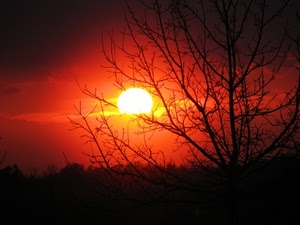 sole, tramonto, rami, albero, rosso, alberi, controluce, silhouette