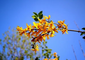 fiori, giallo, foglie, ramo, cielo