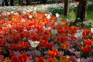 fiori, bianco, tulipani, rosso, alberi, arancio, arancione, petali, aiuola