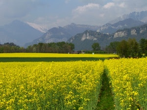 giallo, montagne, alberi, campo, fiori, verde, nuvole, prato, panorama, coltivazione, colza, piante