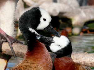 uccelli, due, becchi, becco, piume, nero, anatre, occhio, animali, bianco, occhi