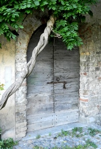 legno, portone, verde, porta, foglie, tronco, catenaccio, pianta, rampicante, arco, chiavistello, albero, erba, pietra