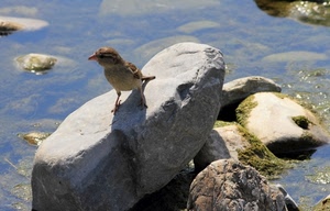 uccello, acqua, passero, sasso, sassi, fiume