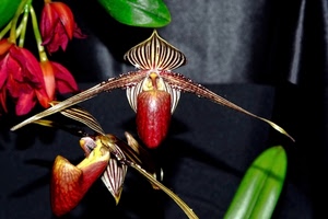 rosso, fiori, foglie, orchidea, orchidee, verde, petali, fiore, macro, natura, pianta, nero