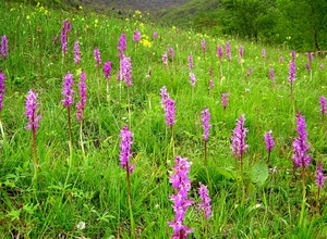 fiori, erba, prato, verde, viola, campo, lilla