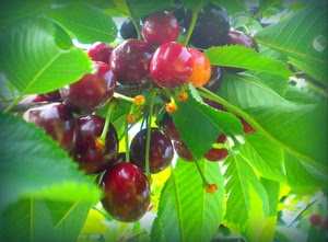 foglie, ciliegie, verde, rosso, frutta, frutti