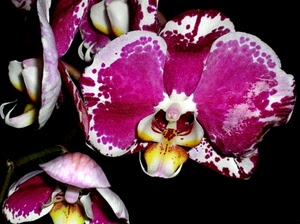 giallo, petali, bianco, orchidee, viola, fiori, macro, orchidea, pistillo, nero, fiore, pistilli