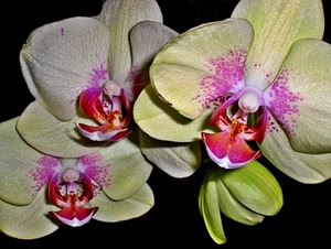orchidee, fiori, petali, verde, nero, rosso, pistilli, corolle, bianco, orchidea, rosa, pistillo, bocciolo, macro, tre, giallo, fiore, stami